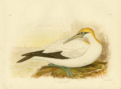 Sula australiana da Gracius Broinowski